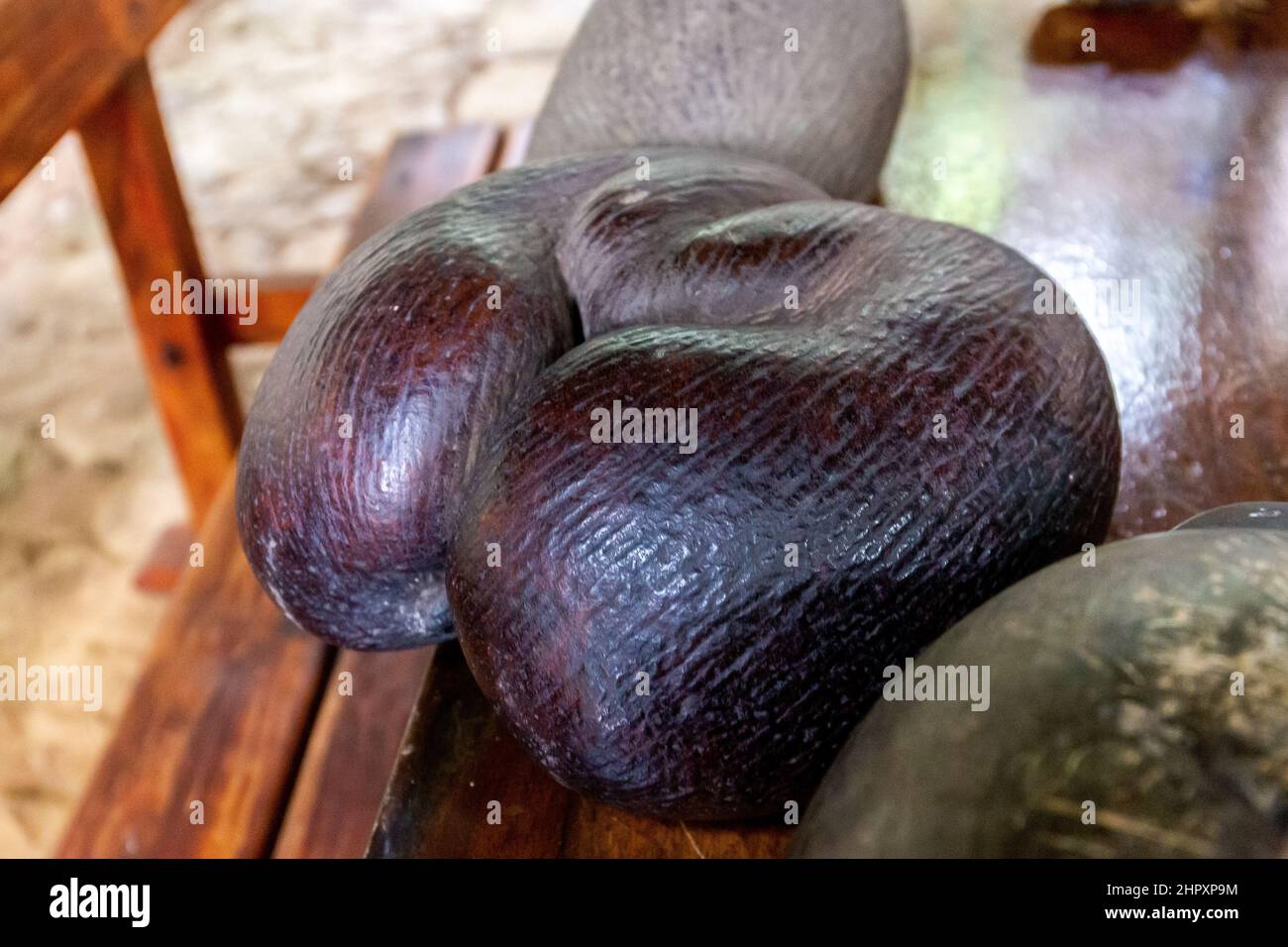 Coco de Mer nut (Lodoicea maldivica), the largest nut in the world, endemic to Praslin and Curieuse  Islands, Seychelles in Vallee de Mai Nature Reser Stock Photo