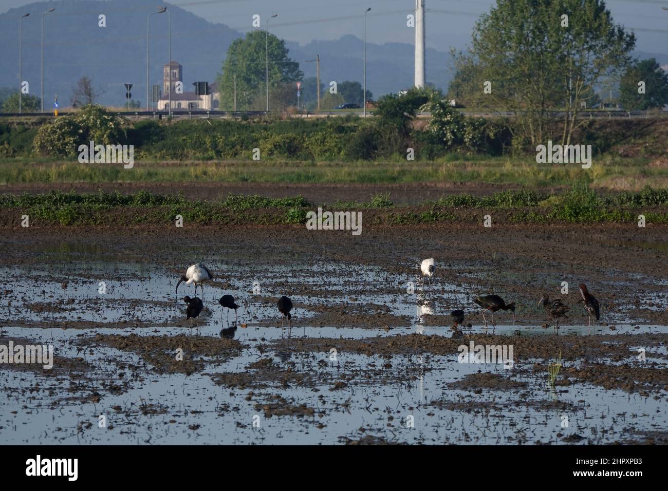 Italy,Piedmont,, paddy field and birds Stock Photo Alamy