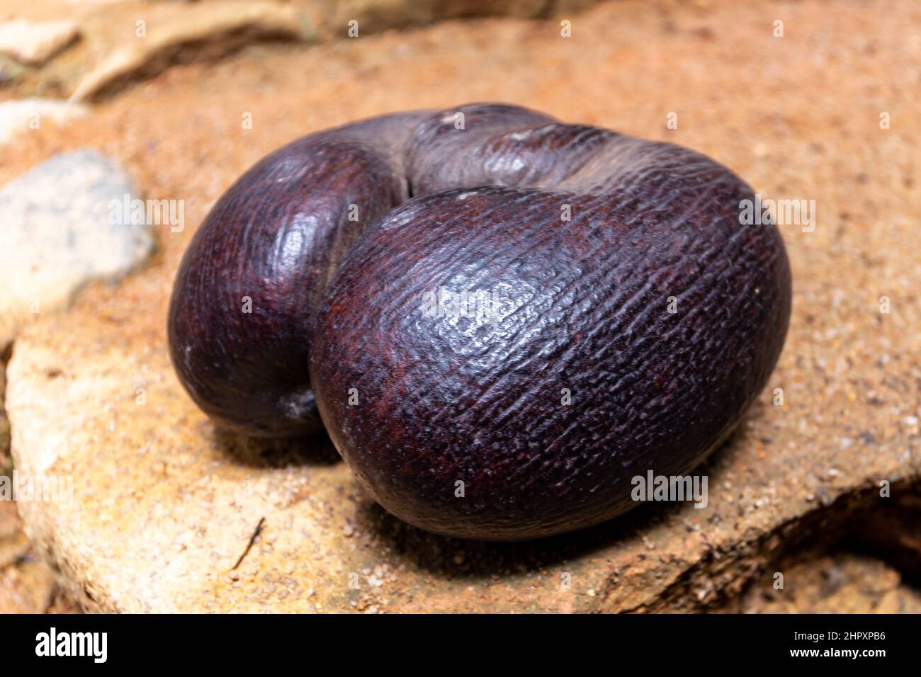 Seychelles nut hires stock photography and images Alamy