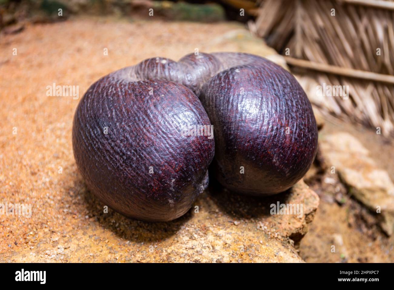 Coco de Mer nut (Lodoicea maldivica), the largest nut in the world, endemic to Praslin and Curieuse  Islands, Seychelles in Vallee de Mai Nature Reser Stock Photo