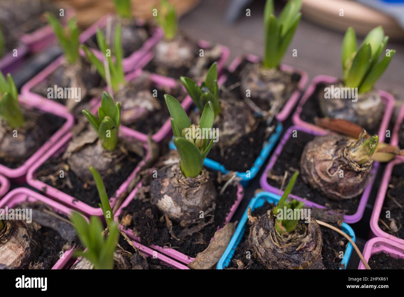 Bulbs and fresh sprouts of hyacinth flowers in plastic containers of different colors in flower shop. Buying spring plants for planting flowers in pots indoor or for flower bed. Soft, selective focus Stock Photo