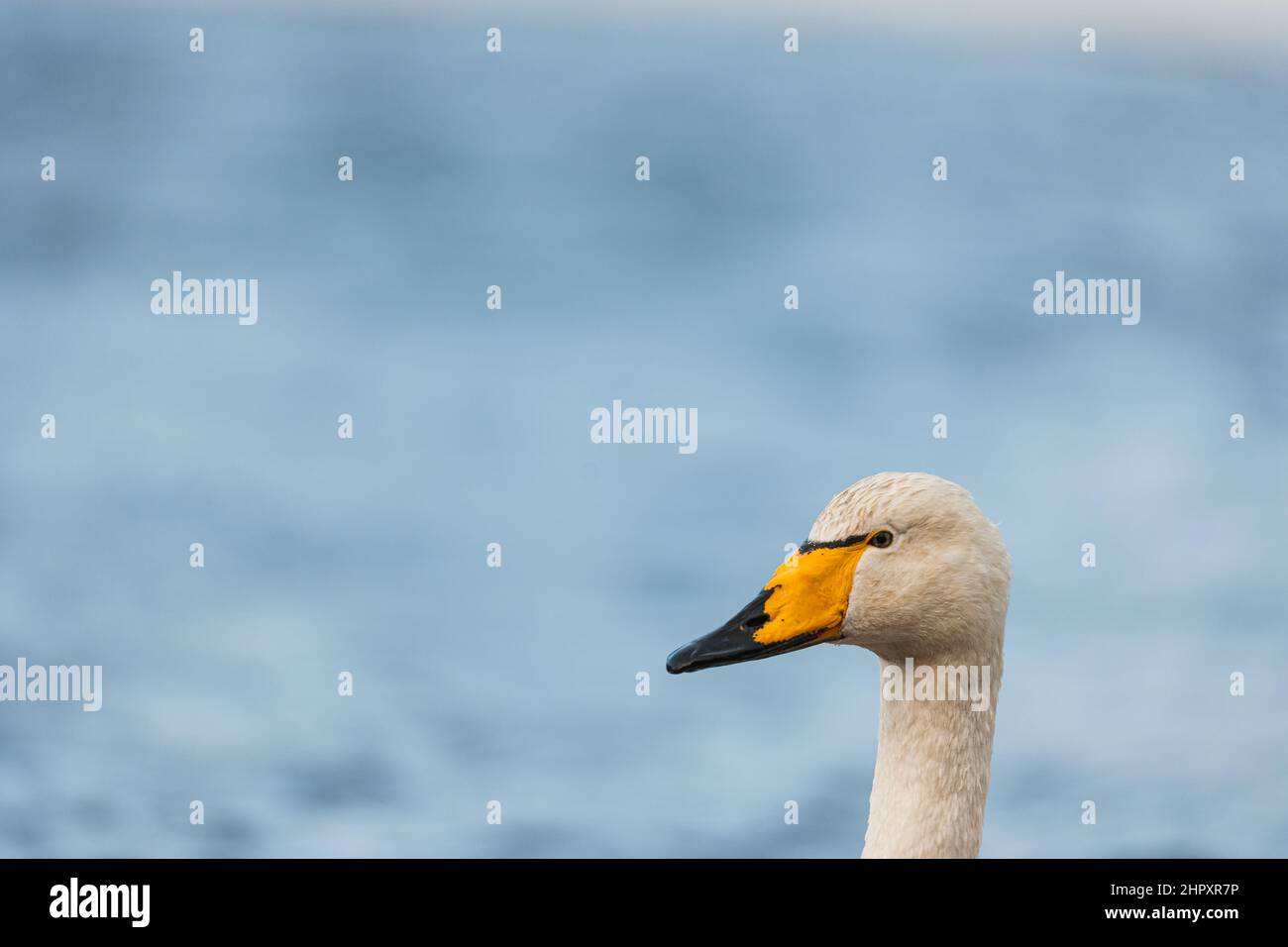 Portrait of large white mute swan Stock Photo