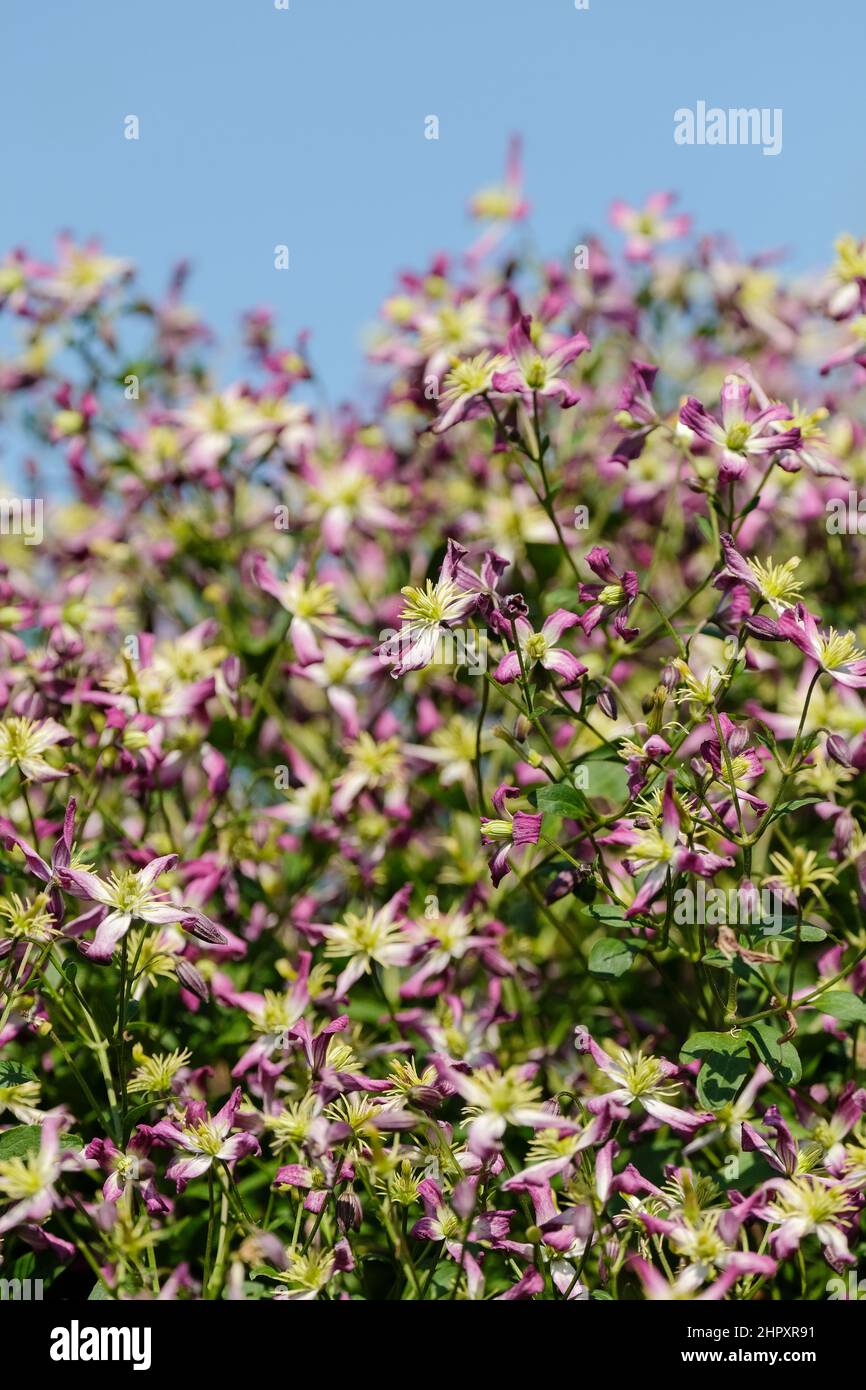 Clematis rubromarginata hi-res stock photography and images - Alamy