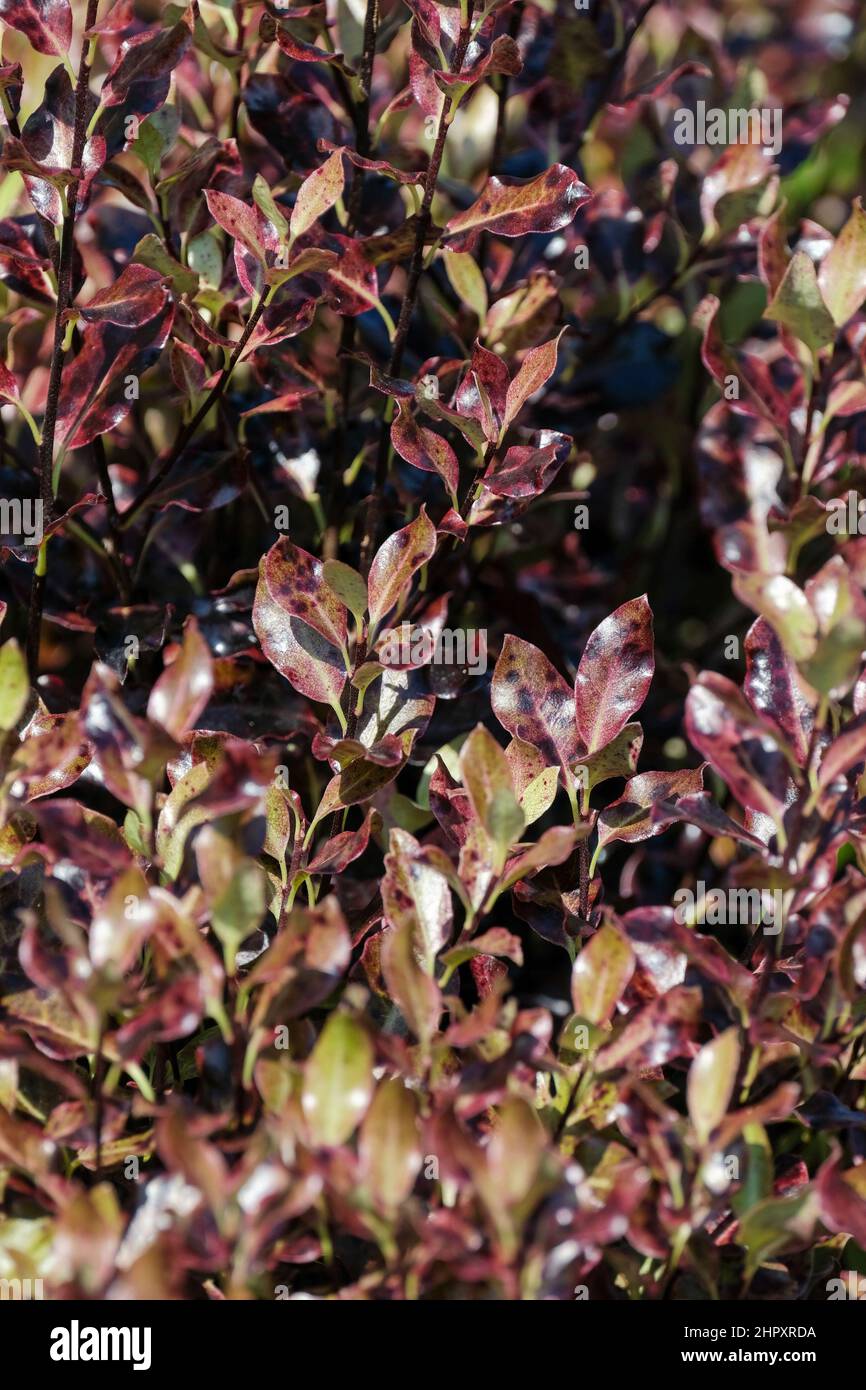 Pittosporum tenuifolium 'Tom Thumb'. Kohehu. Compact evergreen shrub with small, dark purple leaves Stock Photo