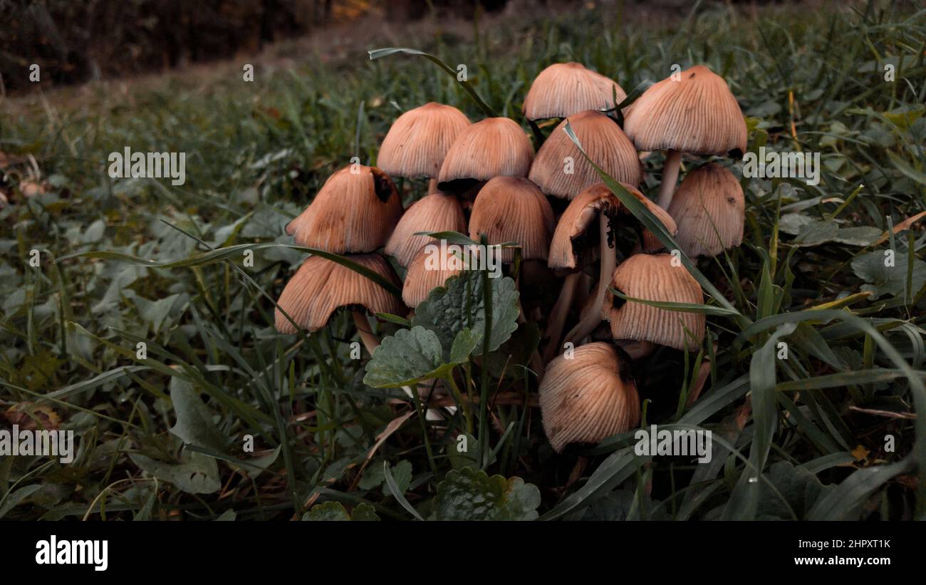Closeup shot of mushrooms blossoming in the forest Stock Photo - Alamy