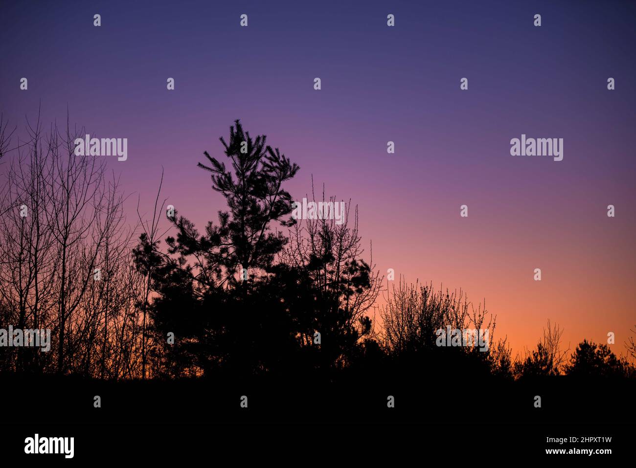 Beautiful shot forest sunset hi-res stock photography and images - Alamy