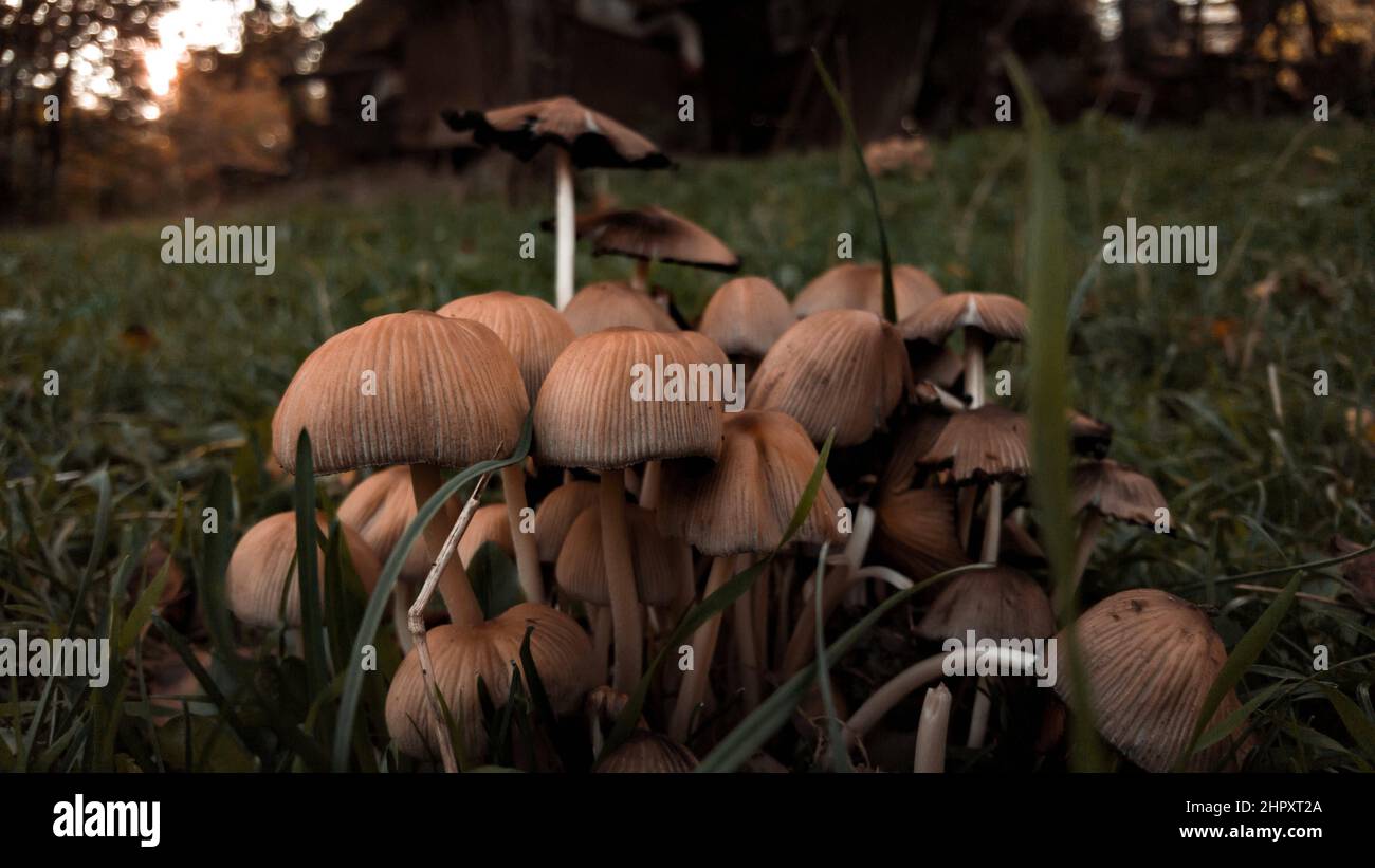 Closeup shot of wild mushrooms growing in the woods Stock Photo - Alamy