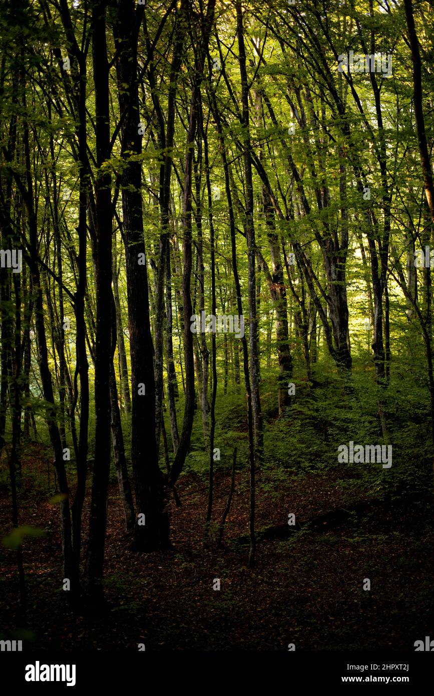 Beautiful shot lush forest hi-res stock photography and images - Alamy