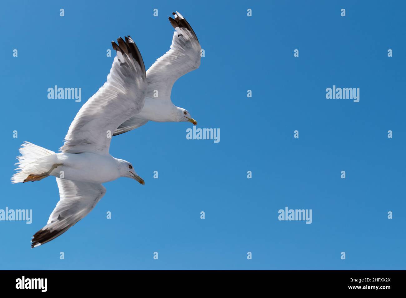 Two seabirds Seagulls in flight against the blue sky Stock Photo