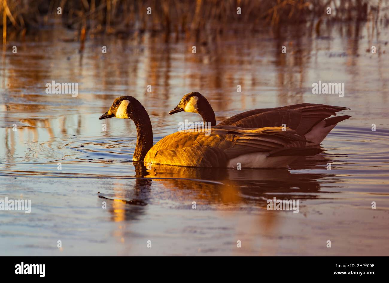 Two Canada Geese (Branta Canadensis) glide on the water in the late afternoon light at Farmington Bay Waterfowl Management Area, Farmington, Utah, USA. Stock Photo