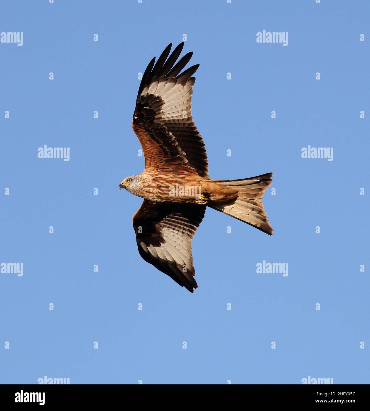 Beautiful detail on a Red Kite flying by in the Cotswold Hills at