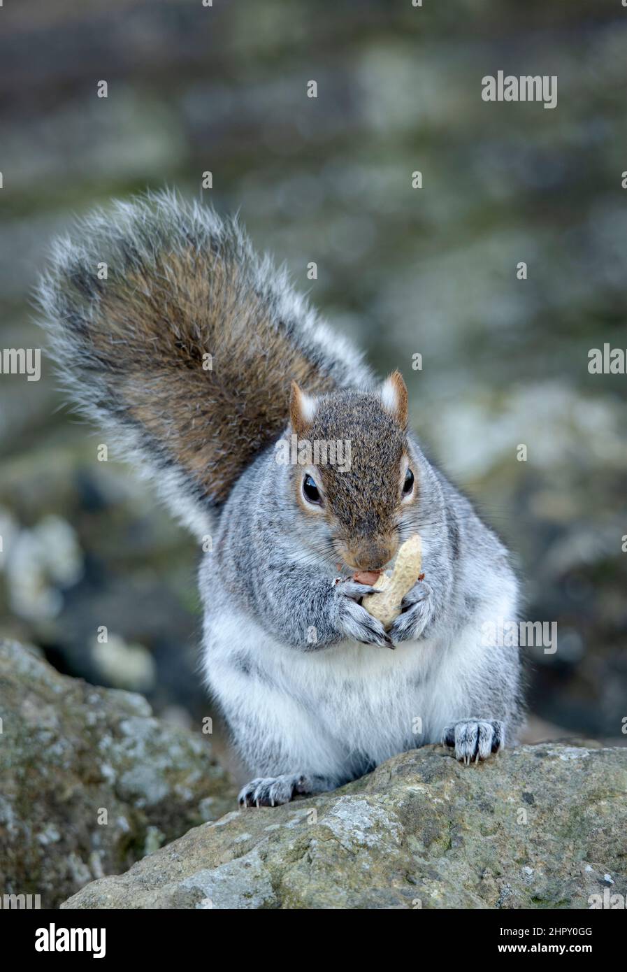 The Grey Squirrel is now a common sight in parks and gardens around the