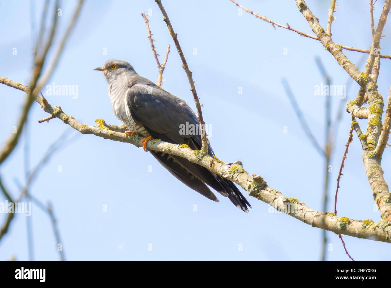 Common cuckoo, Cuculus canorus, resting and singing in a tree. It is a brood parasite, which means it lays eggs in the nests of other bird species, du Stock Photo