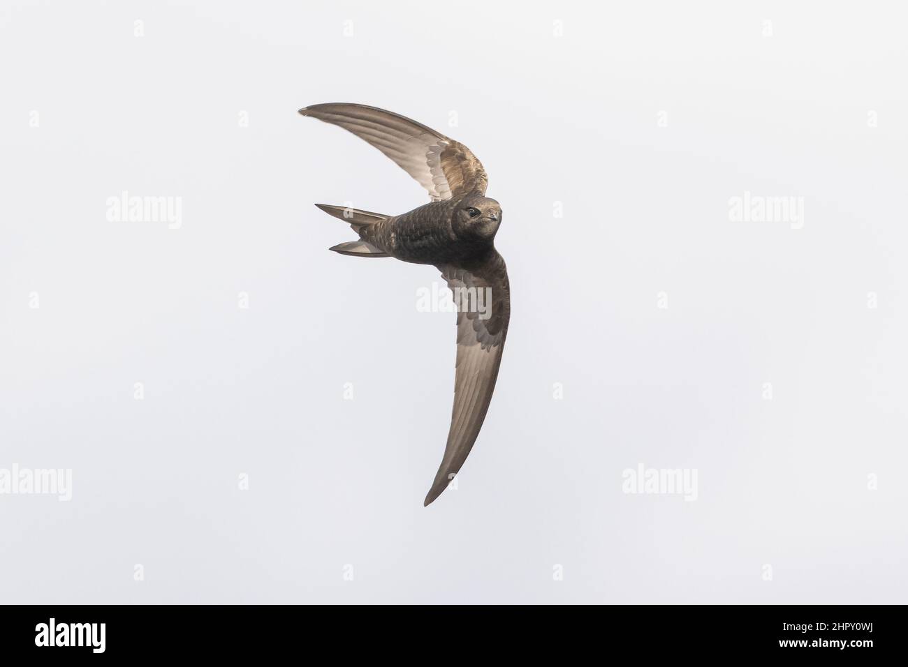 Common swift Apus apus, swallow bird in flight against a white background Stock Photo