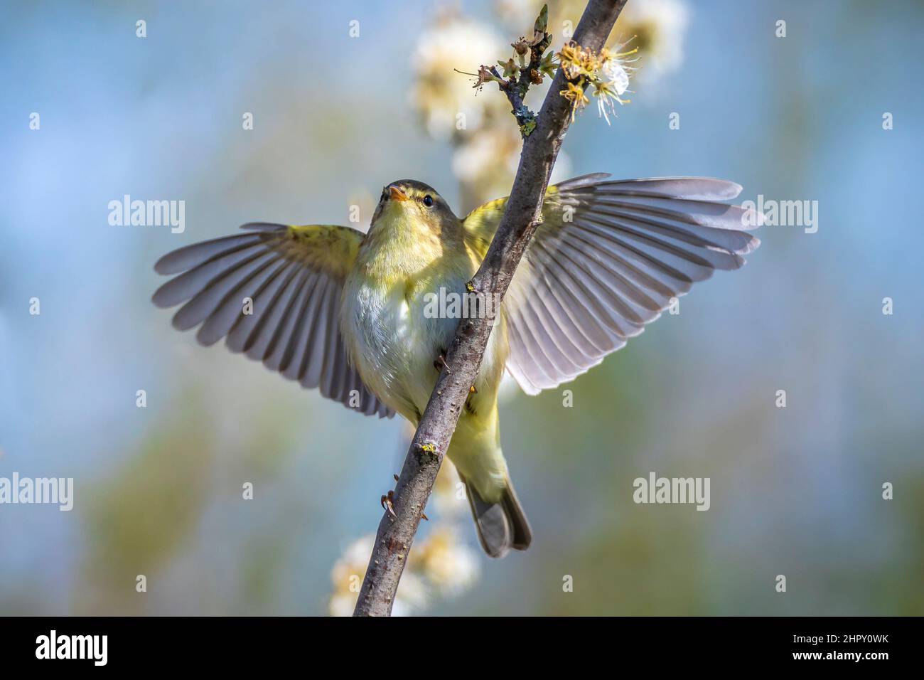 Close-up of a Willow warbler bird, Phylloscopus trochilus, singing on a beautiful summer evening with soft backlight on a green vibrant background. Stock Photo