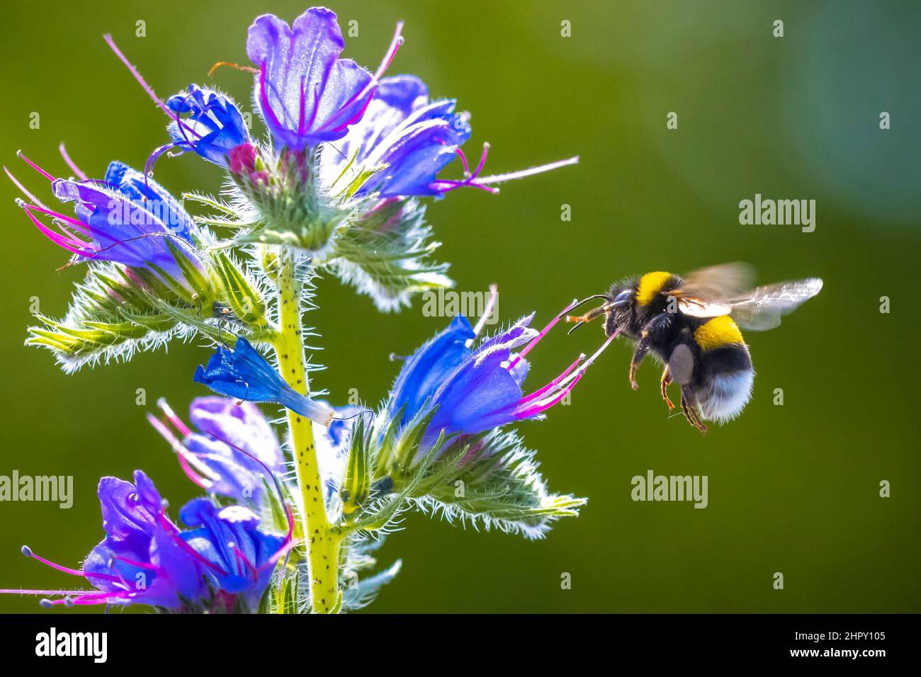 Closeup of a Bombus terrestris, the buff-tailed bumblebee or large ...