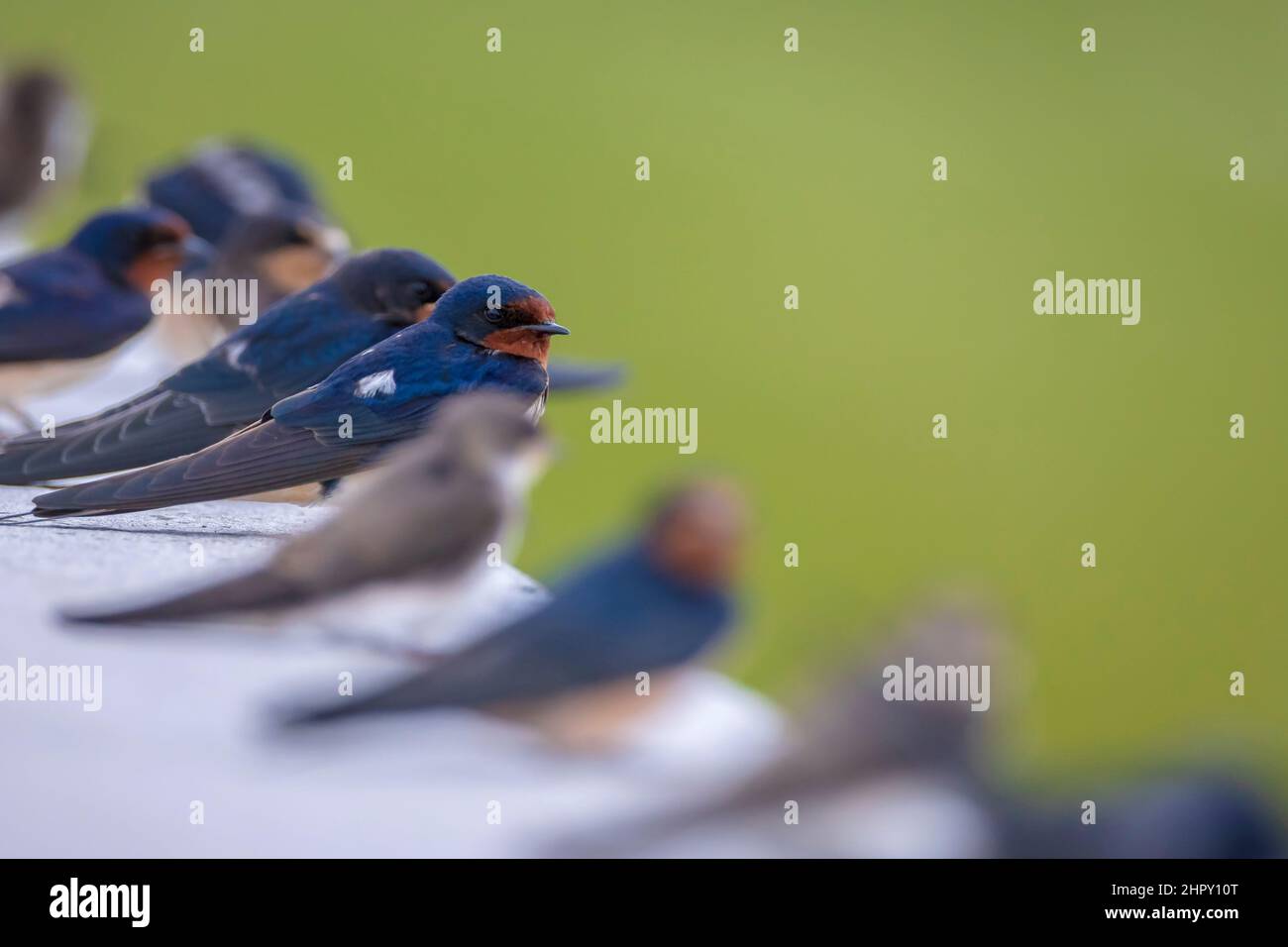 Barn Swallow, Hirundo rustica, chicks being fed.. A large group of these barn swallows foraging and hunts insects and taking their occasional rest on Stock Photo