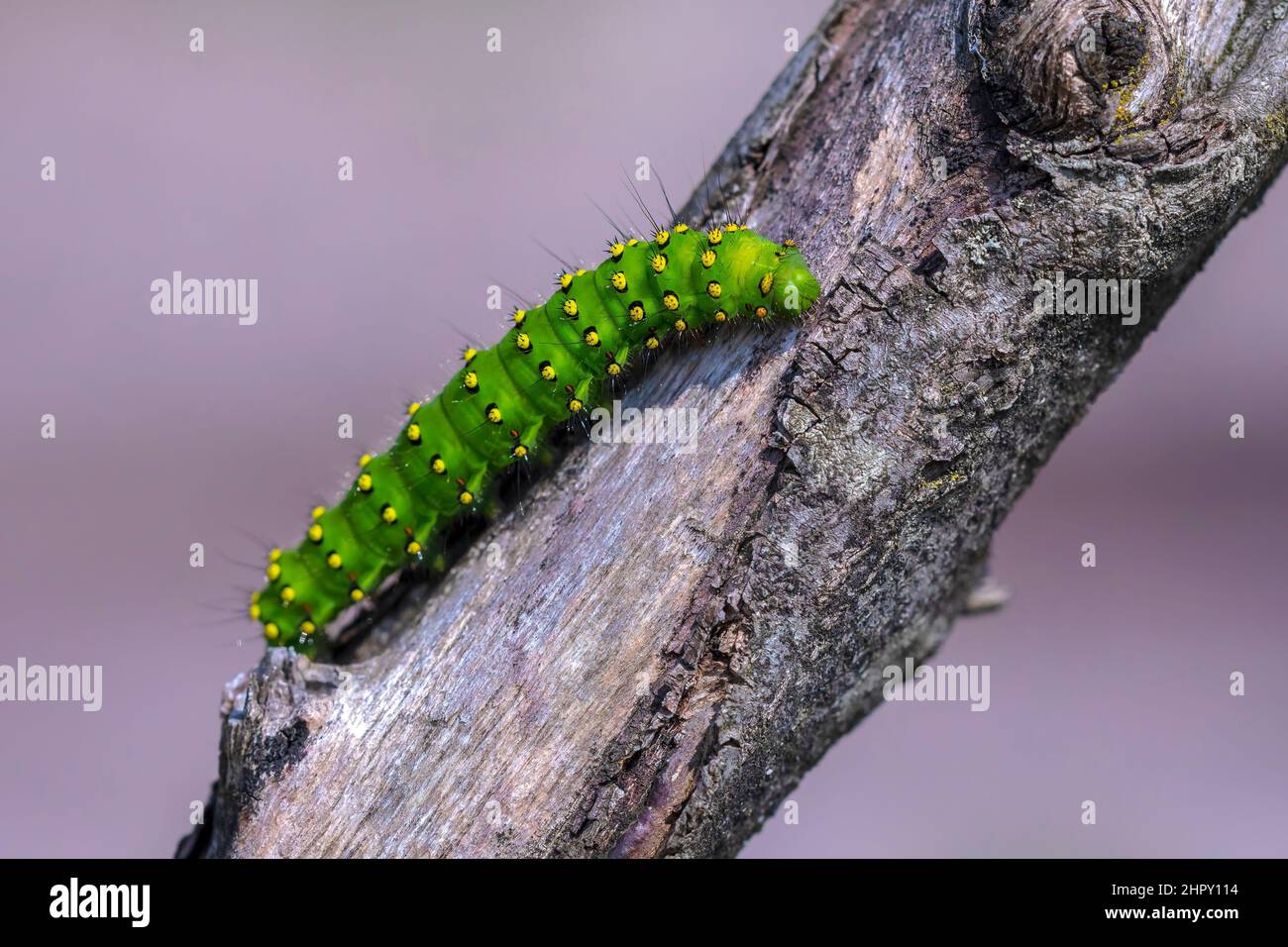 Closeup of a small emperor moth, Saturnia pavonia, caterpillar crawling and eating in forest Stock Photo