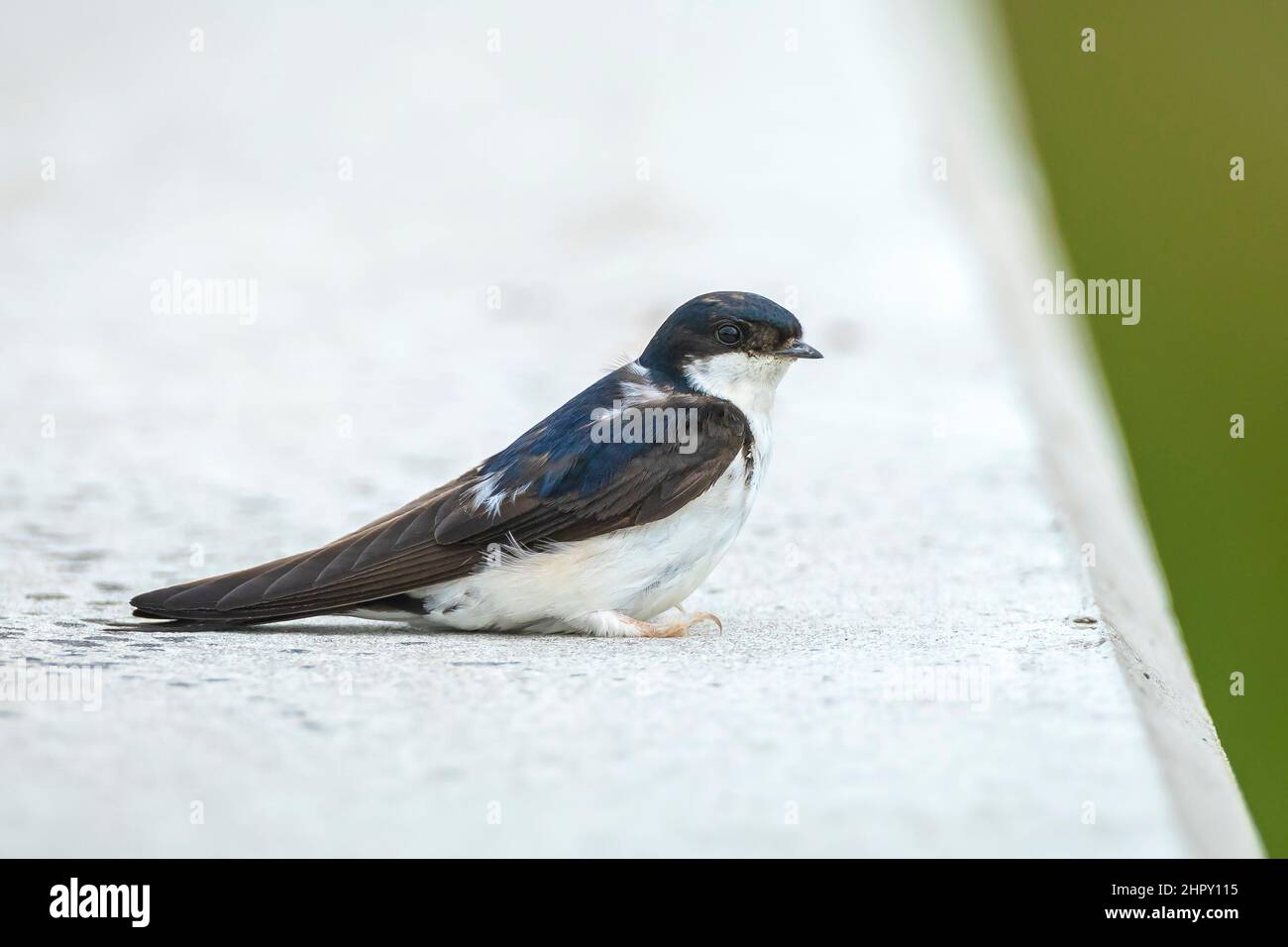 Common house martin, Delichon urbicum, chicks being fed.. A large group of these barn swallows foraging and hunts insects and taking their occasional Stock Photo