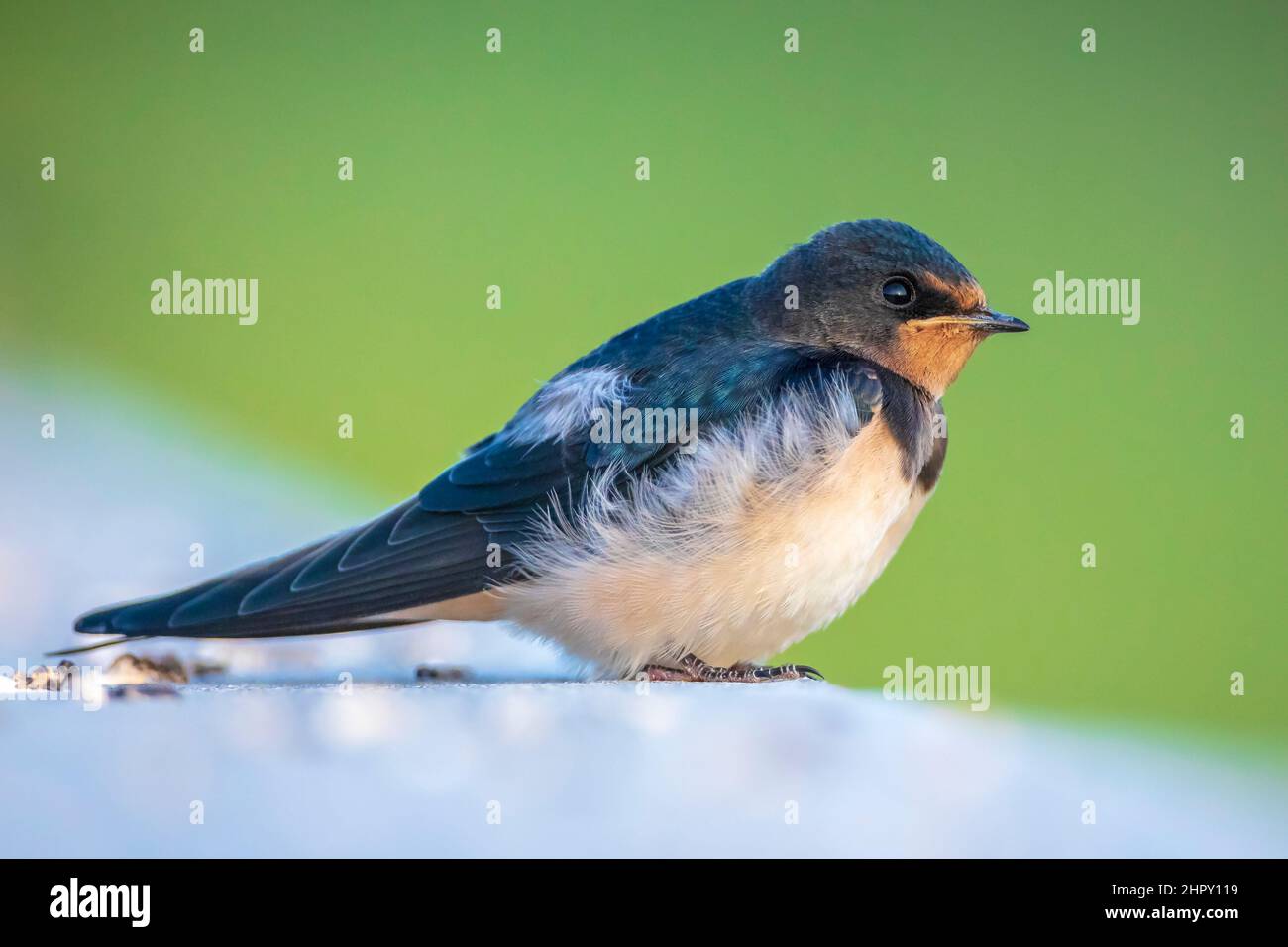 Closeup of a Barn Swallow Hirundo rustica resting. This is the most widespread species of swallow in the world and the national bird of Estonia. Stock Photo
