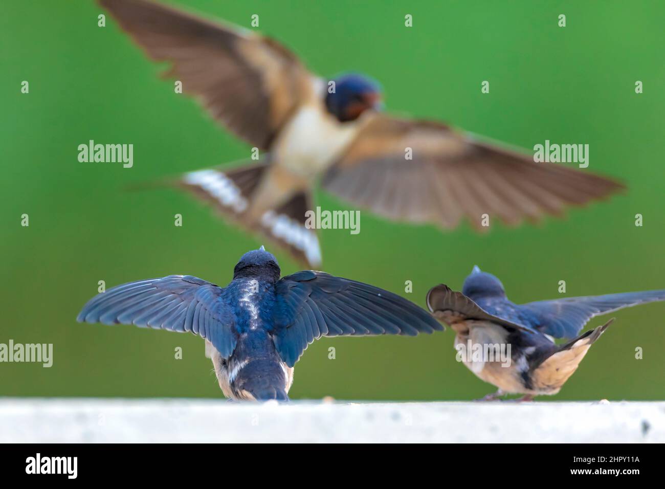 Barn Swallow, Hirundo rustica, chicks being fed.. A large group of these barn swallows foraging and hunts insects and taking their occasional rest on Stock Photo