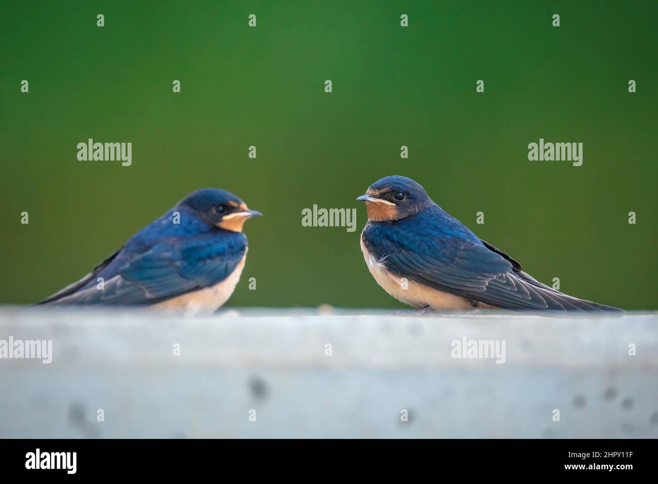 Barn Swallow, Hirundo rustica, chicks being fed.. A large group of these barn swallows foraging and hunts insects and taking their occasional rest on Stock Photo