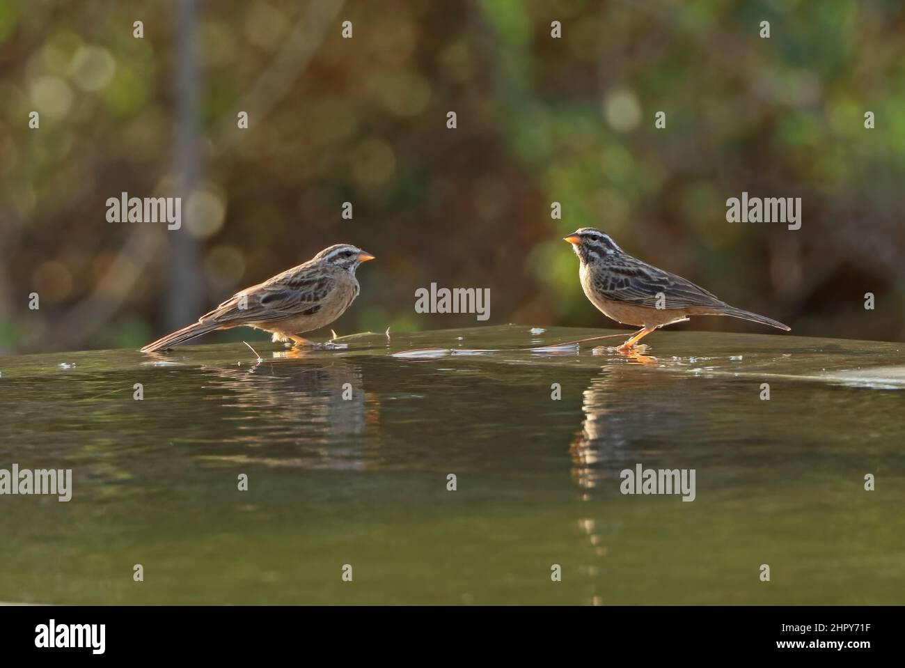 Cinnamon-breasted Bunting (Emberiza tahapisi arabica) pair drinking at cattle trough Oman                         December Stock Photo