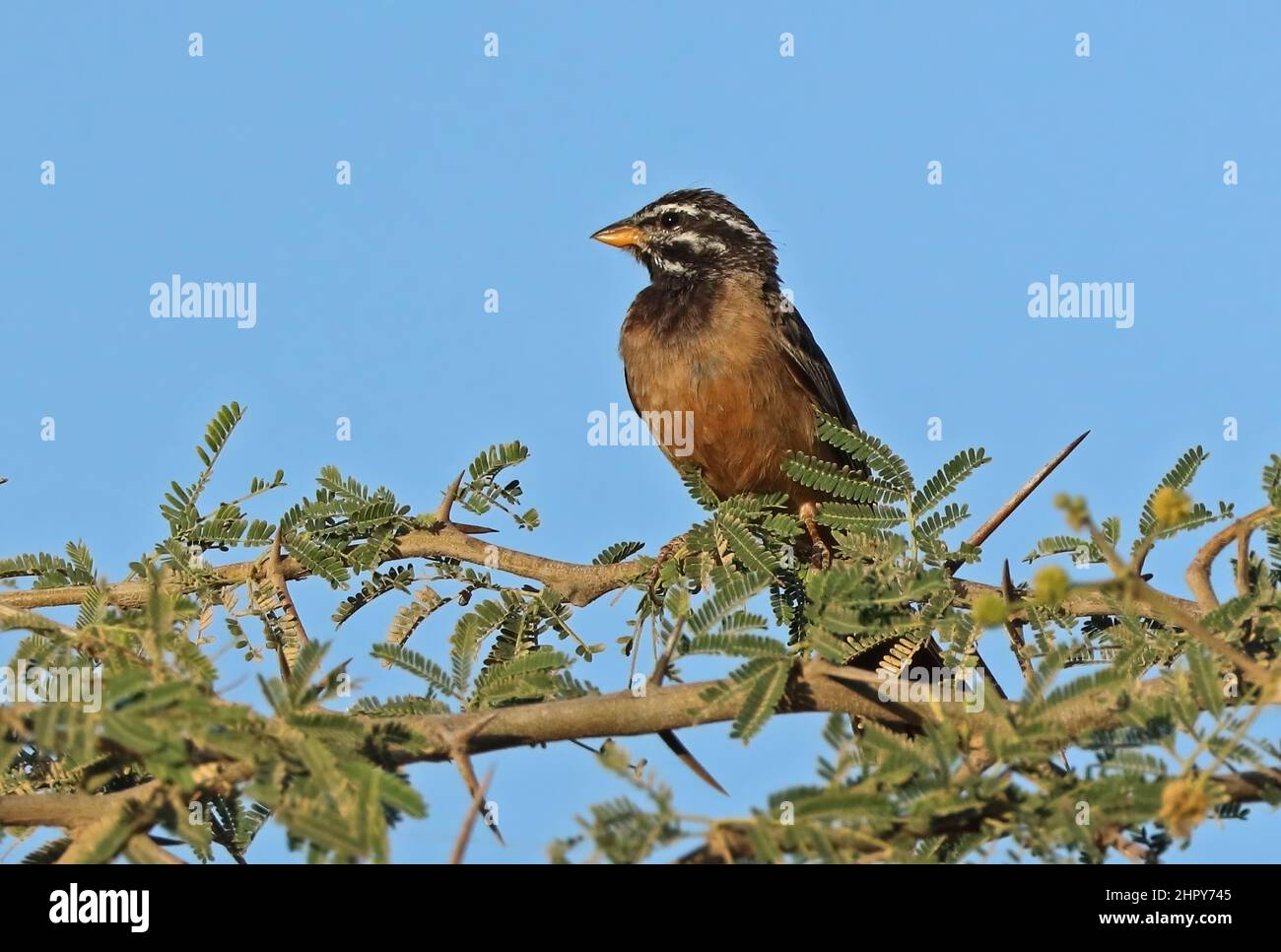 Cinnamon-breasted Bunting (Emberiza tahapisi arabica) adult perched on top of Acacia tree Oman                         December Stock Photo