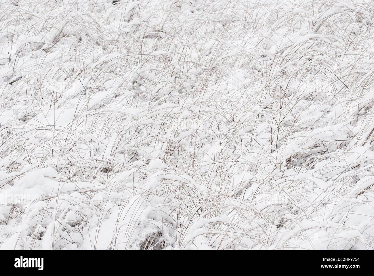 Snow covered grass Stock Photo