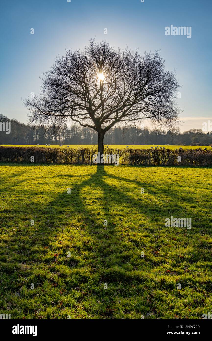 Sun going down behind a tree near Hanningfield  reservoir Essex Stock Photo