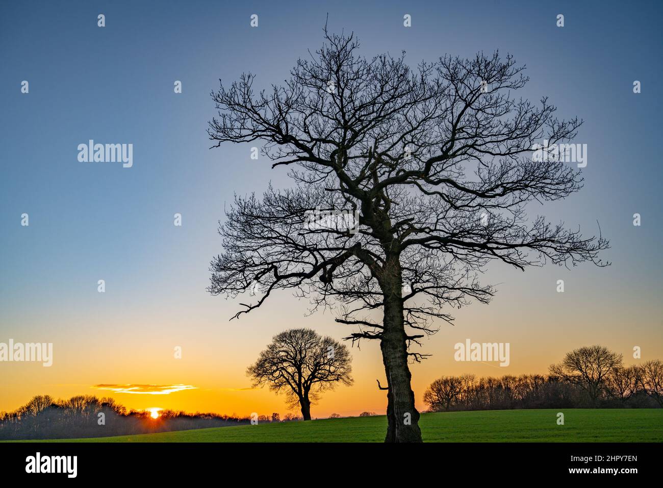 Tree in farm field near Stock Essex at sunset on a winters afternoon
