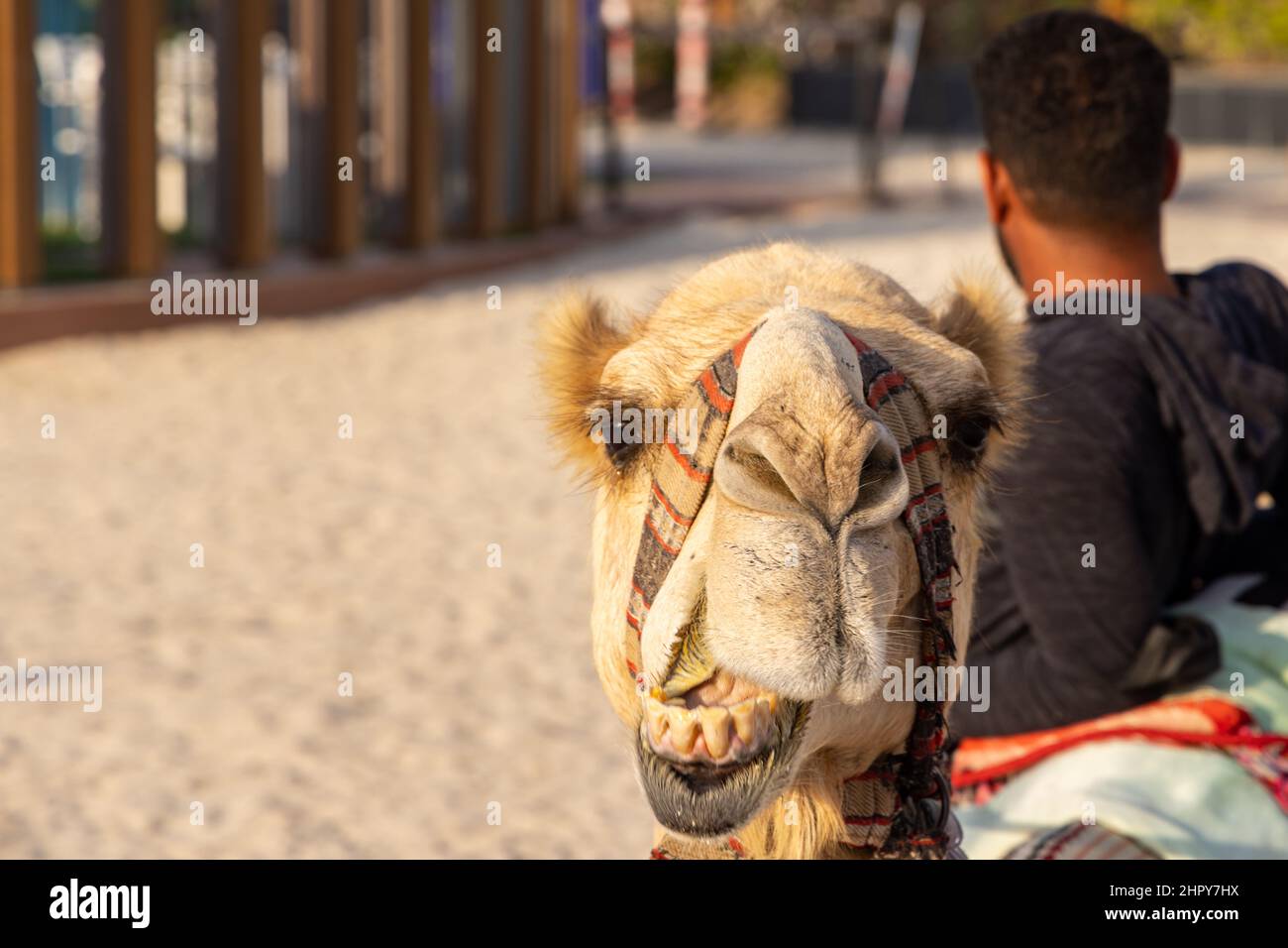 Tourist camel on beach at Marina district of Dubai in United Arab Emirates Stock Photo
