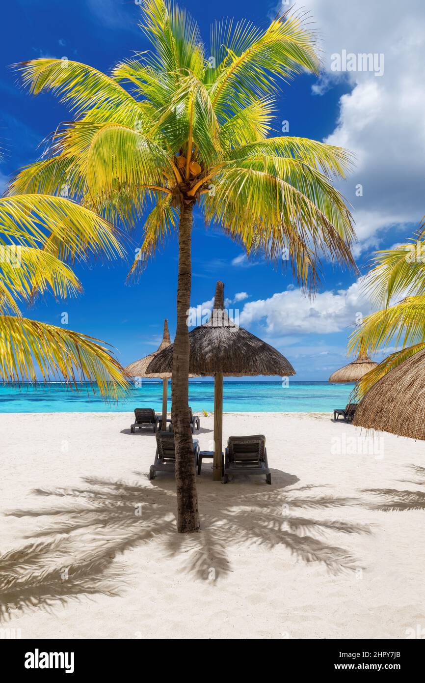Palm trees, Sun umbrellas and chairs in tropical sunny beach resort in Mauritius island. Stock Photo