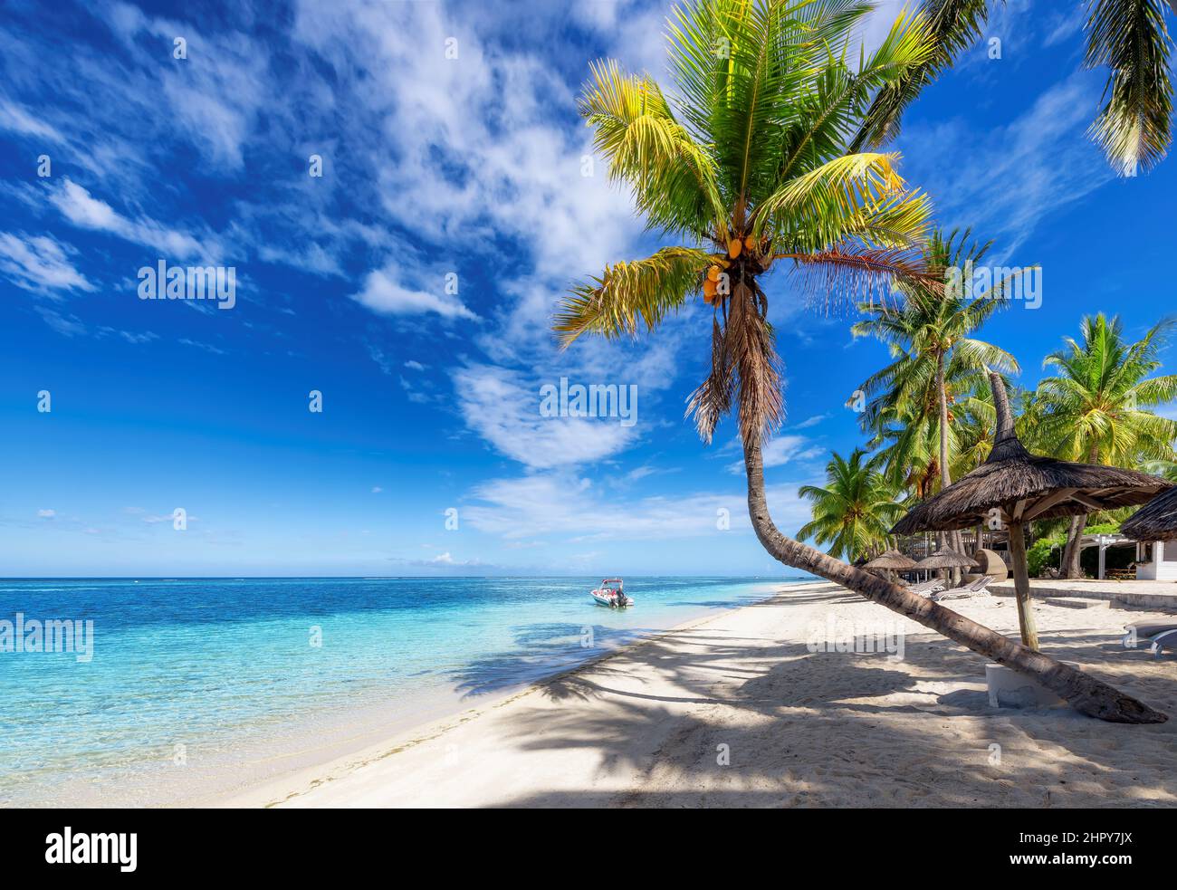 Palm trees in tropical sunny beach resort in Mauritius island Stock ...