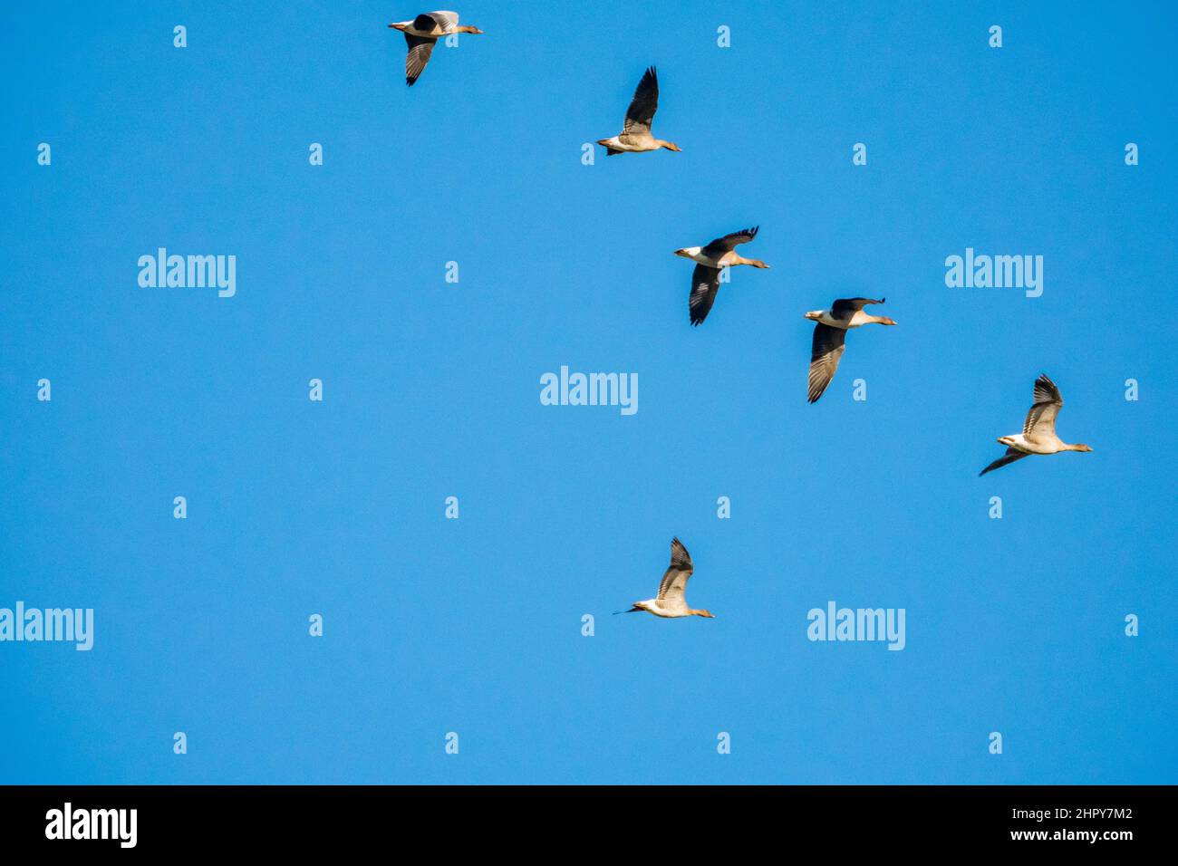 Six pink footed geese in flight against a total blue sky Stock Photo