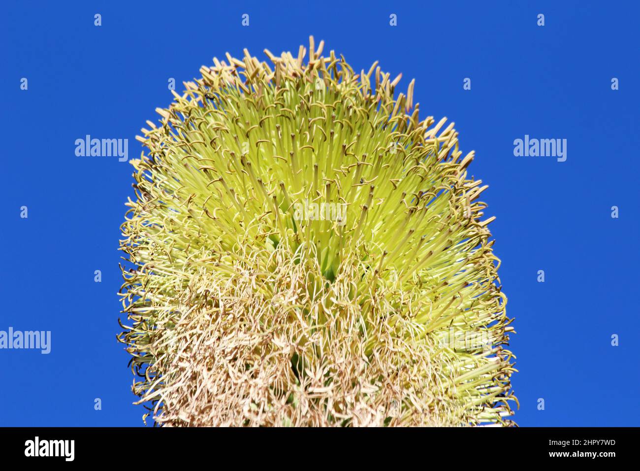 agave titanota Stock Photo