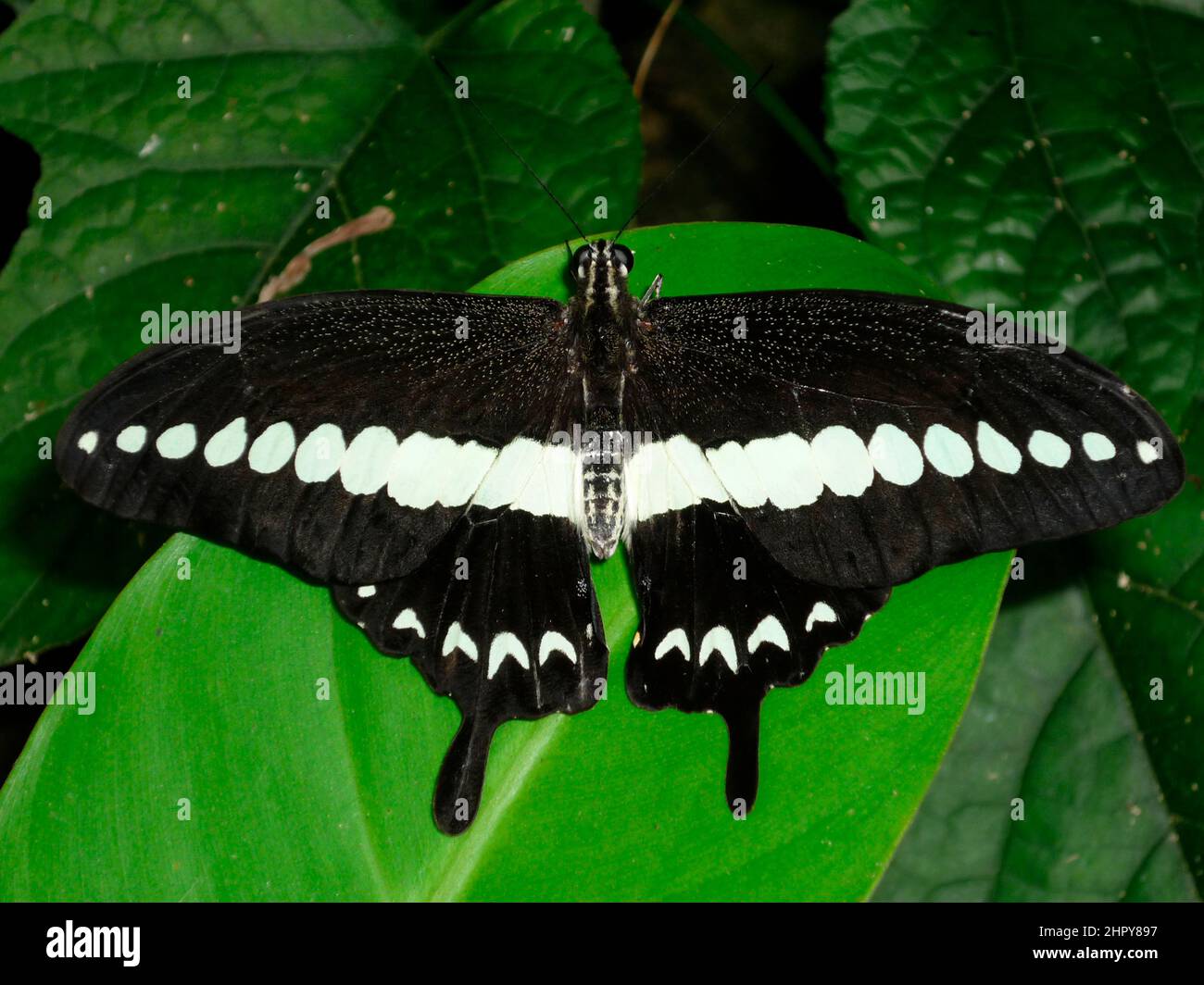 Swallowtail Butterfly (Papilio sp), in captivity, Butterfly Park and