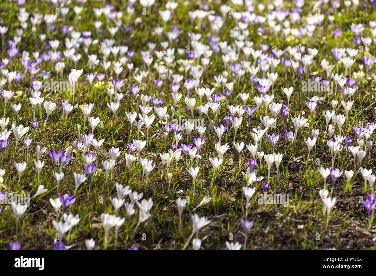 Botanic environment hi-res stock photography and images - Alamy