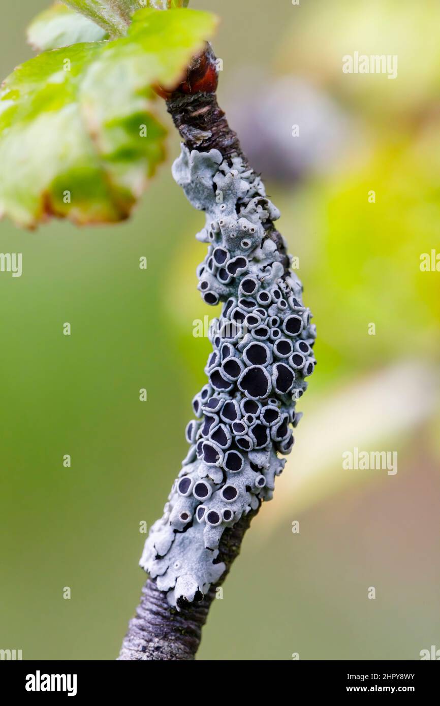 Crustacean lichens (Physcia sp) on a branch, Alsace, France Stock Photo