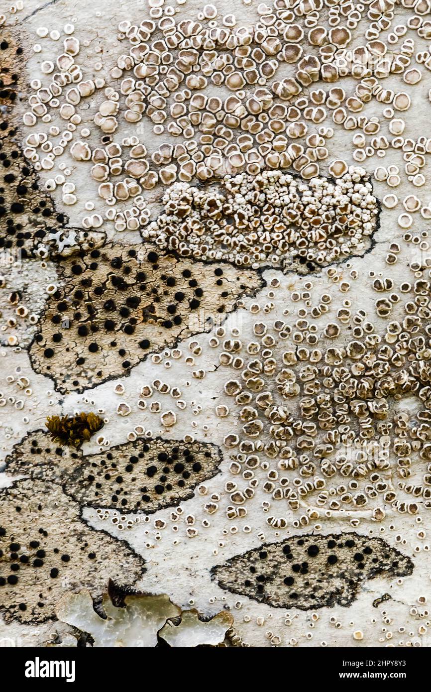Crustacean lichens (Lecanora sp) on a trunk, Alsace, France Stock Photo