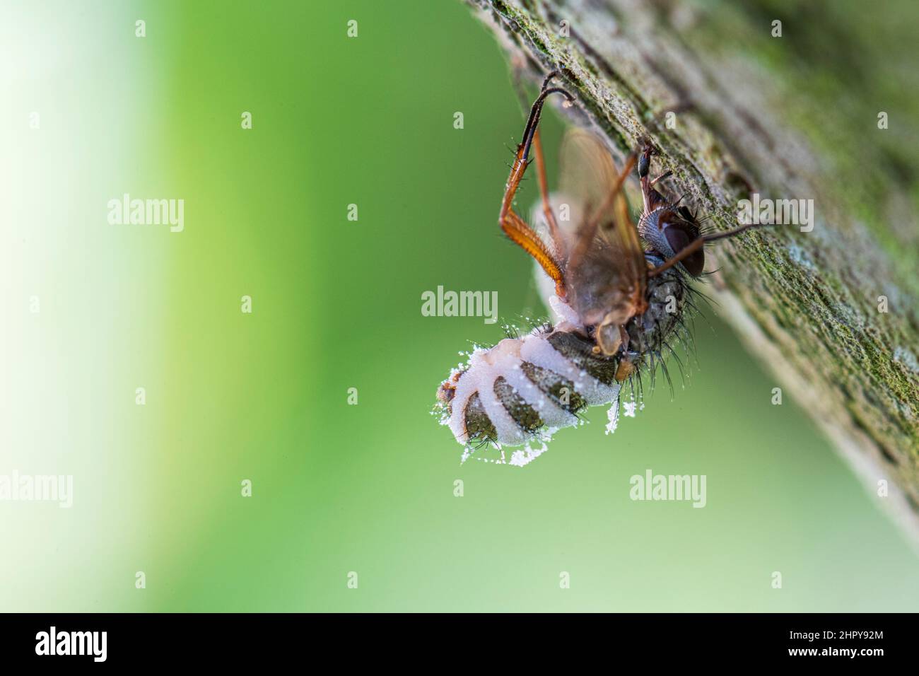 Fly collecting sap from a poplar tree in summer, Pas de Calais, France Stock Photo