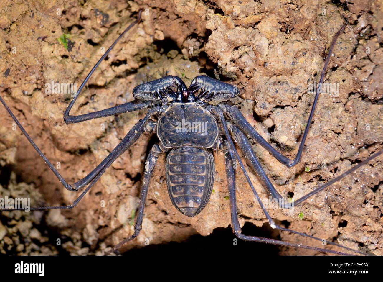 Tailless whip scorpion on a rock. Strange spider, amblypygid Stock ...