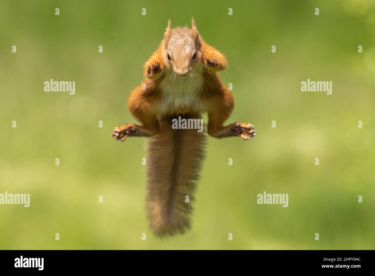 Jumping Red Squirrel. Scotland, UK Stock Photo