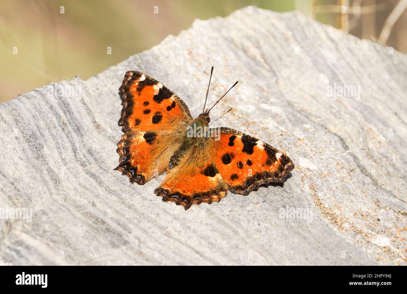 Large tortoiseshell (Nymphalis polychloros ) butterfly on a rock taking some sun in the afternoon, Andalucia, Spain. Stock Photo