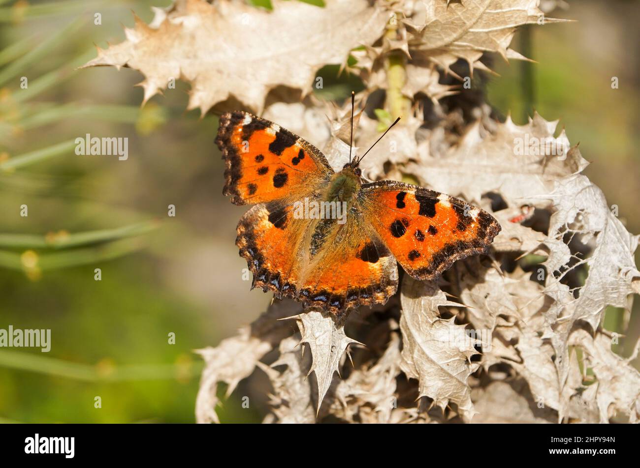 Large tortoiseshell (Nymphalis polychloros ) butterfly taking some sun in the afternoon, Andalucia, Spain. Stock Photo