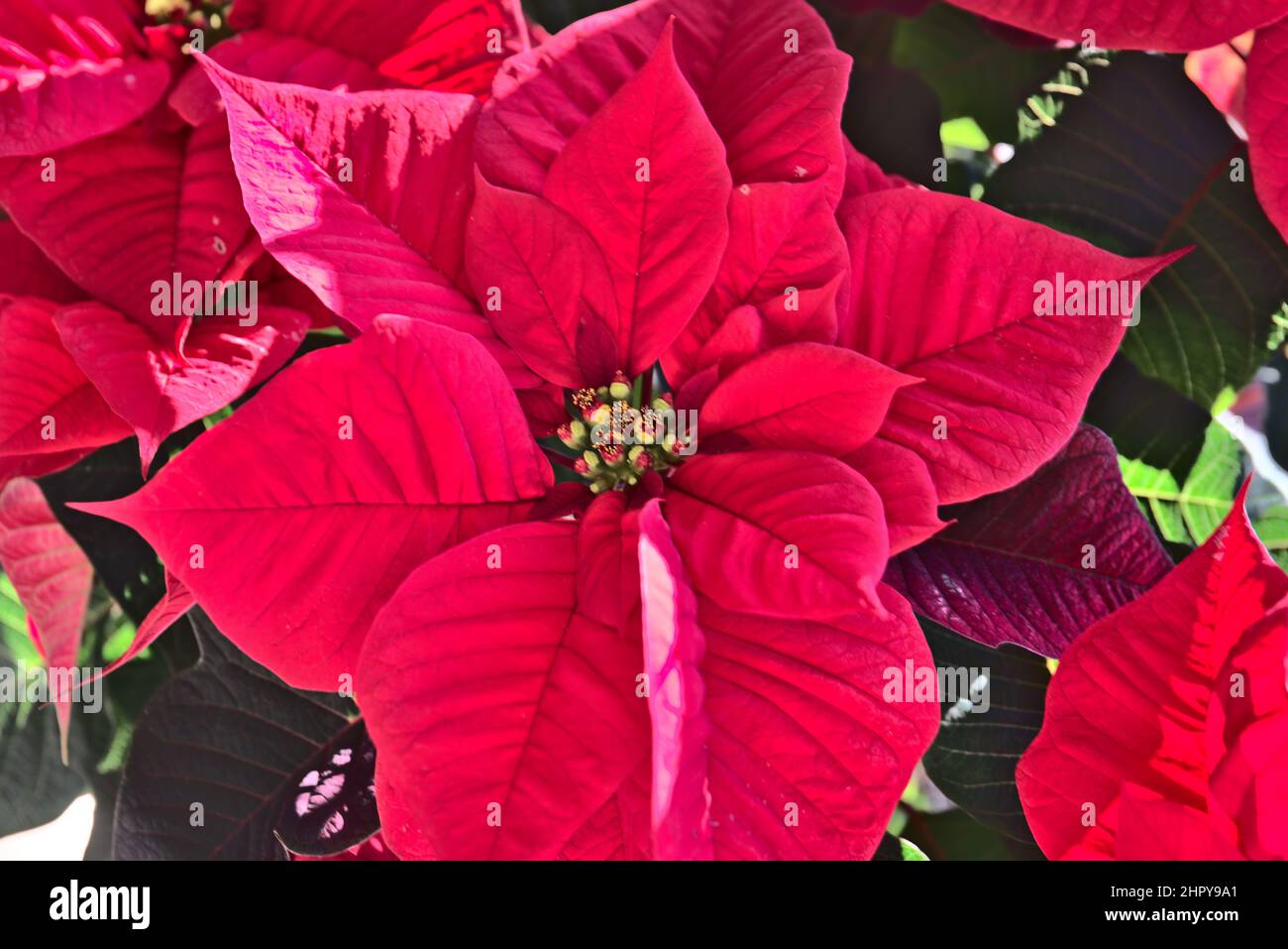 Red christmas star plant Stock Photo