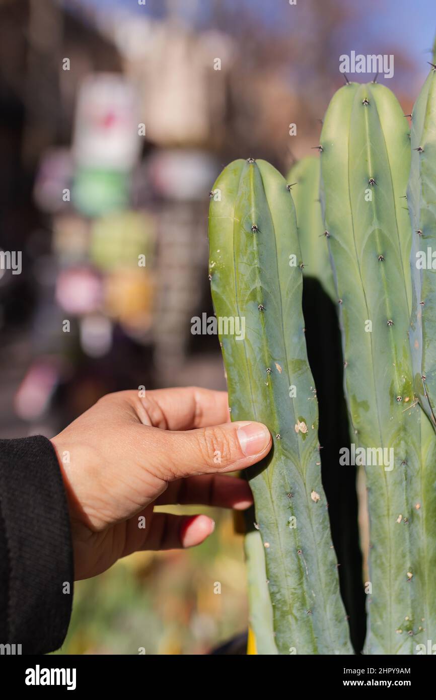 Hand touching cactus hi-res stock photography and images - Alamy