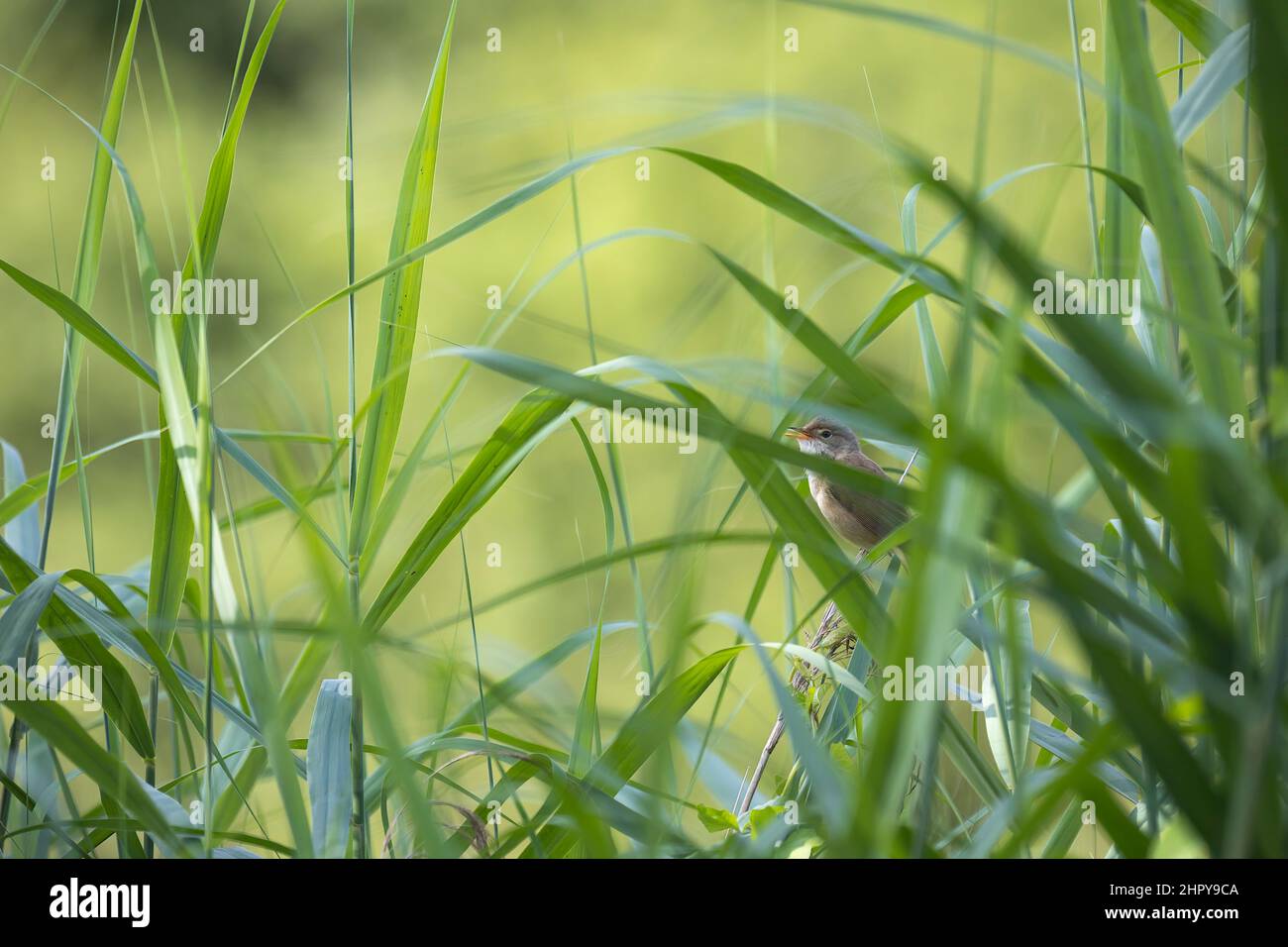 Reed Warbler (Acrocephalus scirpaceus) in song in reedbed, Alsace, France Stock Photo