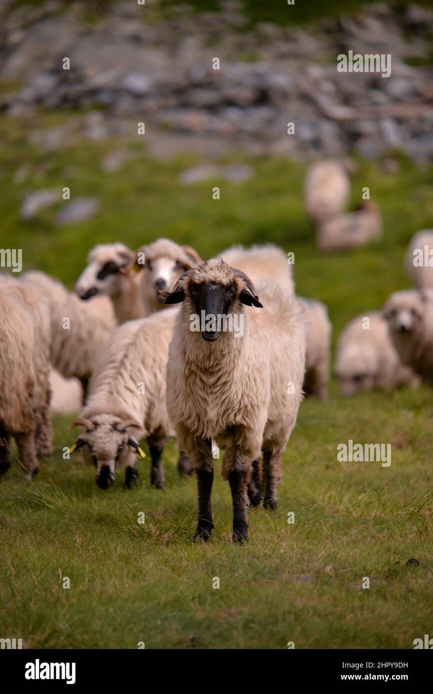 Vertical shot of the large flock of sheep walking on the rocky mountain ...
