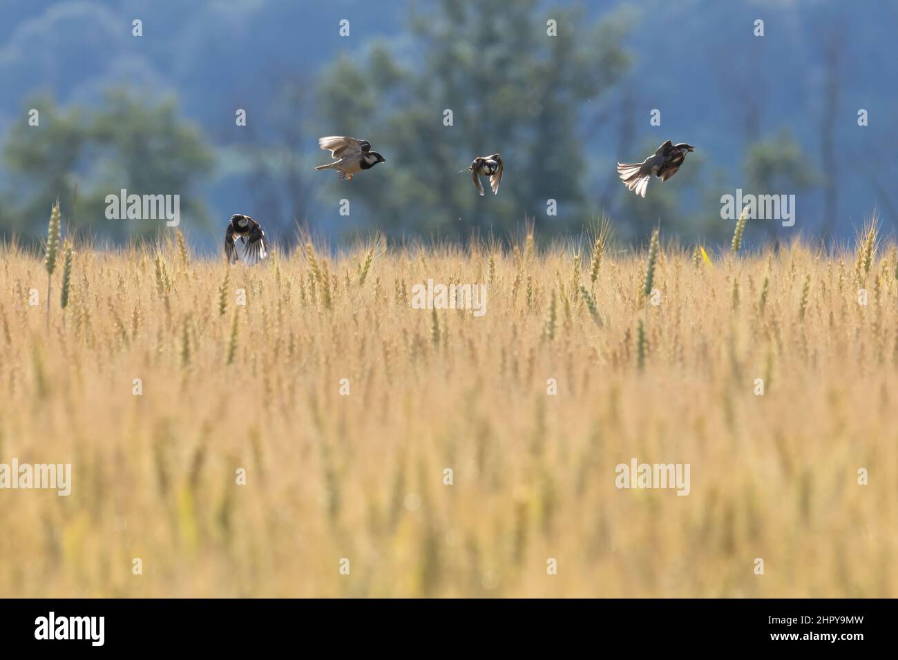 House sparrows (Passer domesticus) flying in wheat field , Alsace, France Stock Photo